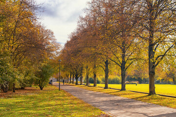 beautiful autumn view in the park,autumn park with yellow trees and yellow grass in ingolstadt city bavaria germany	
