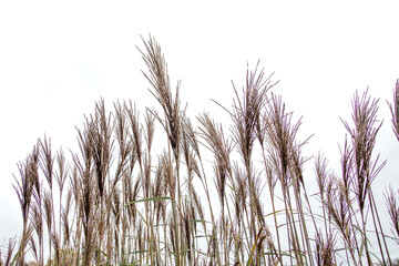 Naklejka na meble Pampas grass. Reed. Abstract natural background