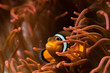 Close-up of a clown fish (Amphiprion ocellaris) in its anemone 