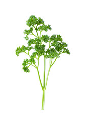 parsley isolated on transparent png