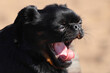 dog breed smooth-haired griffon yawns. close-up portrait