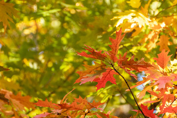 autumn red oak tree leaves close-up on green forest blurred background. autumnal forest mood nature 