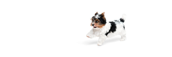 Wall Mural - Cute little Biewer Yorkshire Terrier, dog, puppy, posing, lying on floor over white background. Concept of motion, action, pets love, animal life, domestic animal. Copyspace for ad. Banner
