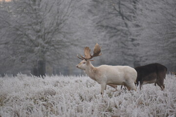 Wall Mural - some fallow deer in a field covered in hoar frost