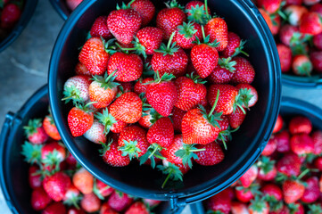 Raw ripe strawberries in a black plastic bucket.top view,Close up of red delicious ripe strawberry in special black box near plants in modern greenhouse.Concept of process picking tasty berries.