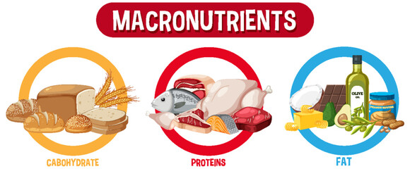 Wall Mural - main food groups macronutrients vector