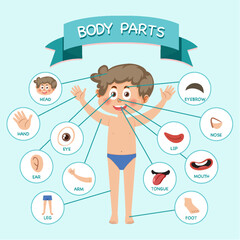 Wall Mural - body parts with vocabulary