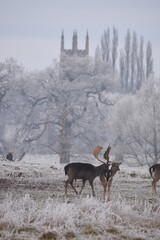 Wall Mural - some fallow deer in a field covered in hoar frost