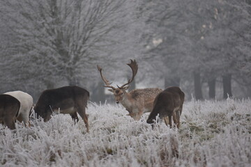 Wall Mural - some fallow deer in a field covered in hoar frost