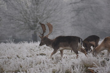 Wall Mural - some fallow deer in a field covered in hoar frost