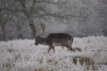 Wall Mural - some fallow deer in a field covered in hoar frost