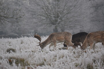 Wall Mural - some fallow deer in a field covered in hoar frost