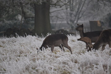 Wall Mural - some fallow deer in a field covered in hoar frost