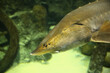 Sturgeon fish (kaluga, beluga) swim at the bottom of the aquarium. Fish underwater