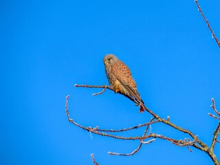 kestrel bird of prey perched on a branch with blue sky in the background
