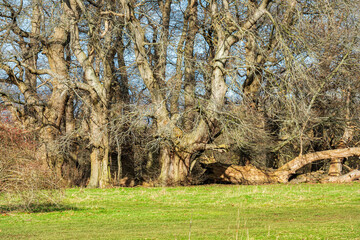 Very old trees in the Manor Park Country Park in West Malling near Maidstone in Kent, England