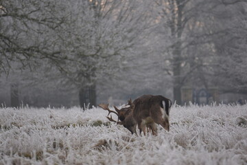 Wall Mural - some fallow deer in a field covered in hoar frost