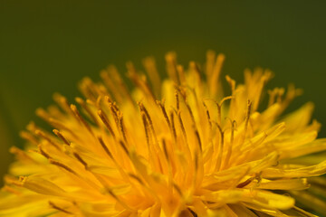 Wall Mural - Macro of Taraxacum officinale, the dandelion or common dandelion - yellow flower in spring