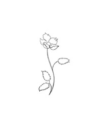 Wall Mural - Hand Drawn Line Art Drawing of Flower. Minimalist Trendy Contemporary Floral Design Perfect for Wall Art, Prints, Social Media, Posters, Invitations, Branding Design.