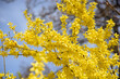yellow forsythia bush during blossoming