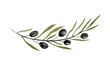 Olives branch watercolor painting isolated on white background