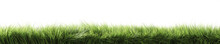 Green Grass. Strip Of Grass Side View. 3d