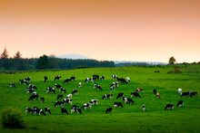 Cows Eat Grass In Endless Lush Pastures And Farmlands Of Ireland. Beautiful Irish Countryside With Emerald Green Fields And Meadows. Rural Green Springtime Landscape On Sunset