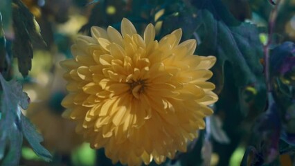 Wall Mural - A yellow flower is blooming