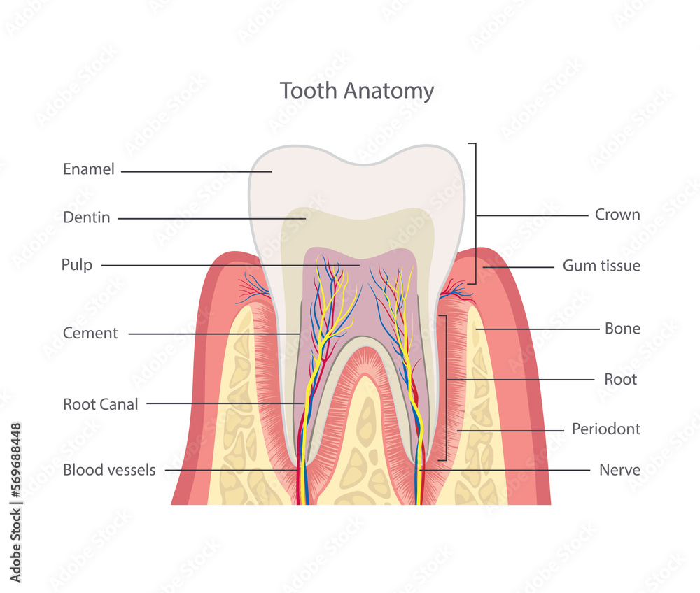 Tooth structure. Anatomy of teeth. Dental medical illustration.