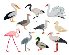 Aquatic And Waterfowl Birds Collection. Duck, Flamingo, Seagull, Stork, Heron, Ibis, Goose And Swan In Different Poses. Set Of Animals Vector Icons Illustration Isolated On White Background.