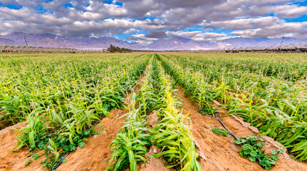 Wall Mural - Panorama. Field with ripening corn in desert.  Image depicts advanced sustainable and GMO free agriculture industry in arid and desert areas of the Middle East