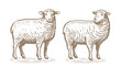 Hand drawn standing sheep in sketch style. Wool, lamb symbol. Farm animal vintage vector illustration