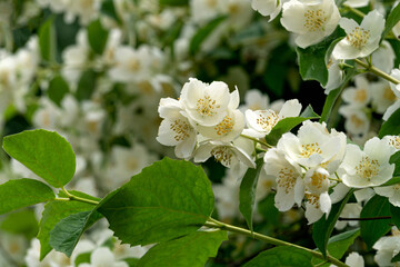 Wall Mural - Jasmine branch with white flowers in full bloom in a city park.