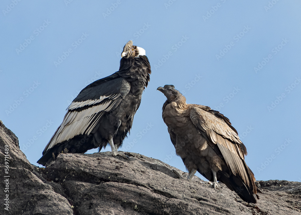 Cóndor Andino (Vultur gryphus), macho y su hijo subadulto perchados en ...