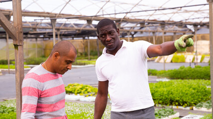 Wall Mural - Farm owner dissatisfied with hired worker in the orangery