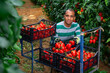 Skilled latina man engaged in gardening picking fresh ripe tomatoes on farm