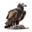 condor on a transparent background png isolated Generative Ai