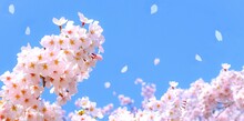 満開の桜の花と青空、桜の花のクローズアップ、桜のフレーム、染井吉野