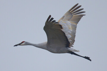 Sticker - Close view of a sandhill crane flying, seen in the wild in North California