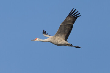 Canvas Print - Close view of a sandhill crane flying, seen in the wild in North California