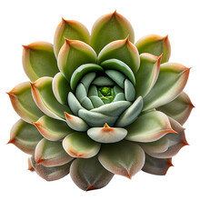 Succulent Isolated On Transparent Background Cutout