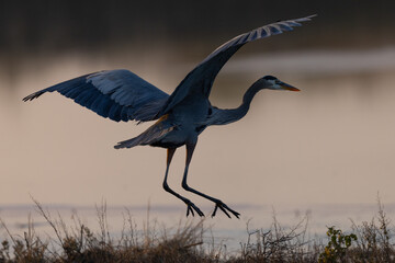 Poster - Close view of a great blue heron landing in beautiful light , seen in the wild in North California