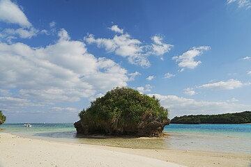 Poster - beach with trees