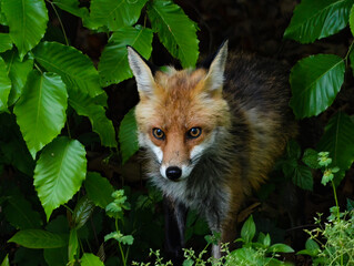 Poster - An urban red Fox emerges from the foliage.  