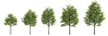 3d Illustration Of Set Tilia Europaea Tree Isolated On White Background