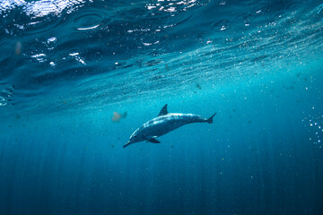 Wall Mural - Underwater photo of wild dolphins, Australia