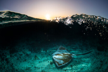 Wall Mural - Stingray swimming in the crystal-clear water, Australia