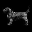 Basset Fauve de Bretagne dog breed hand drawing vector isolated on black background.