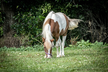 A white-brown horse of a green farm field 