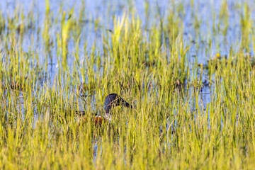 Canvas Print - Shoveler swimming in green reed at the lake